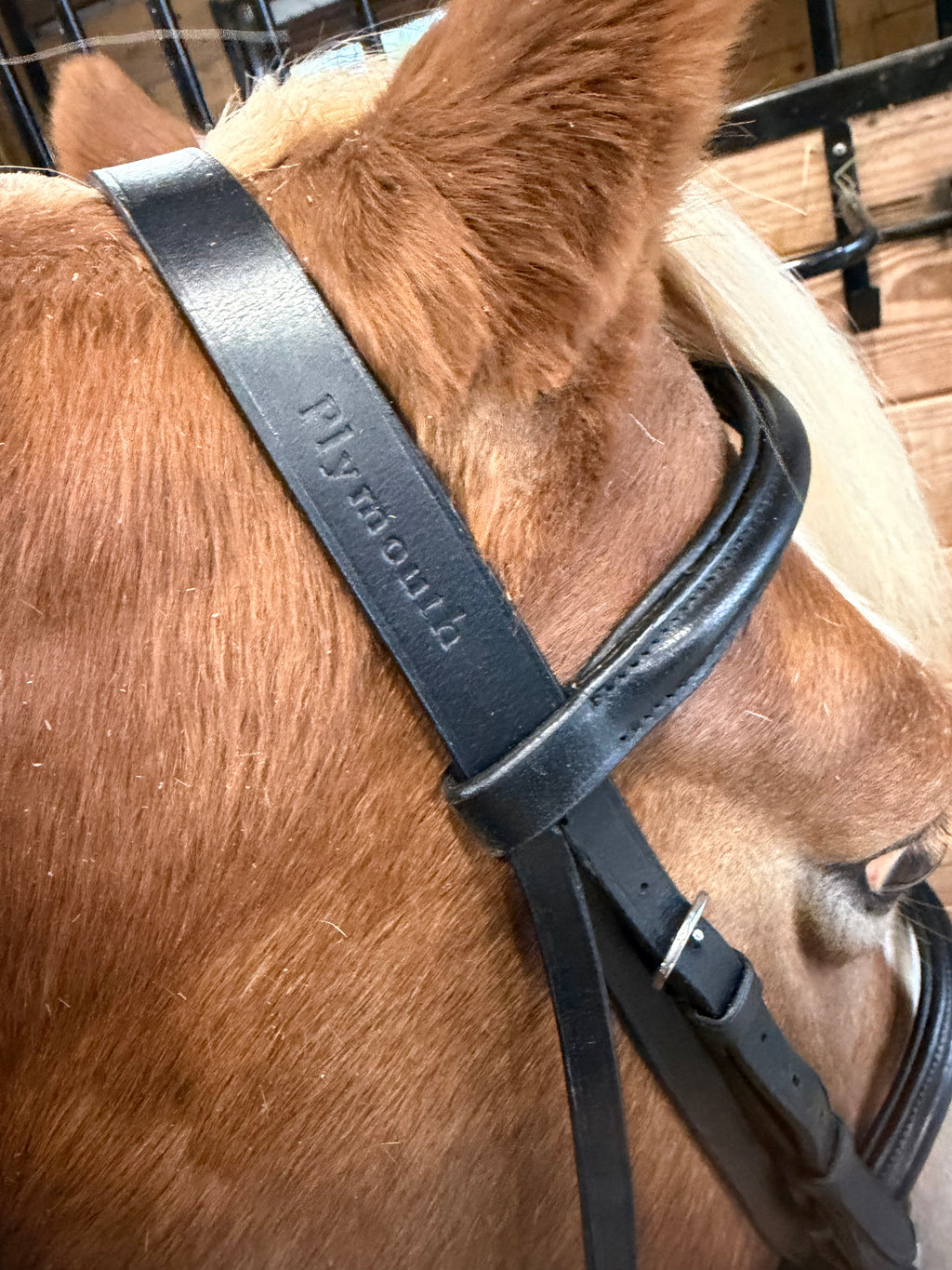 Plymouth Black bridle - Cob