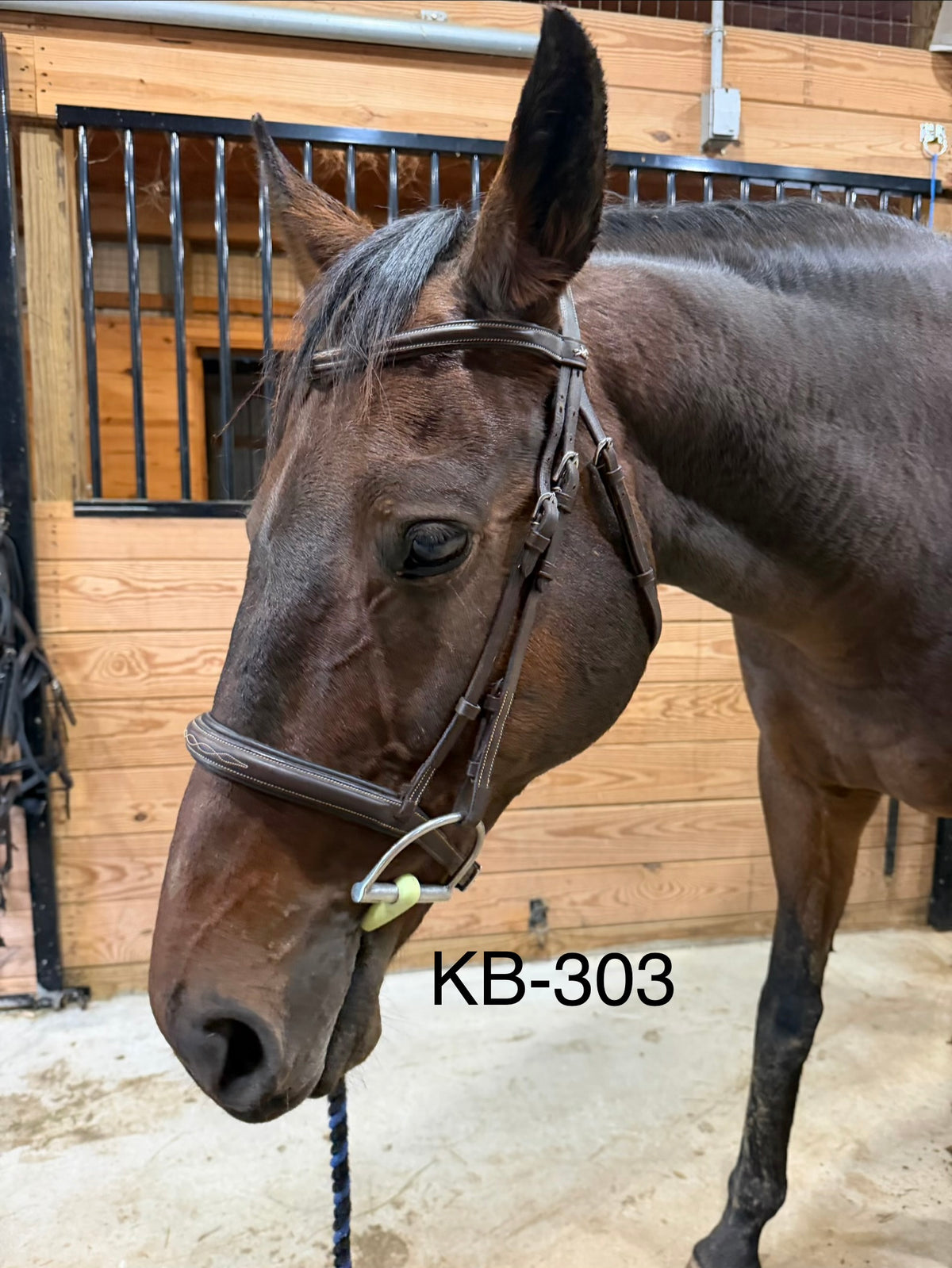 Schockemohle Montreal Select Cob brown