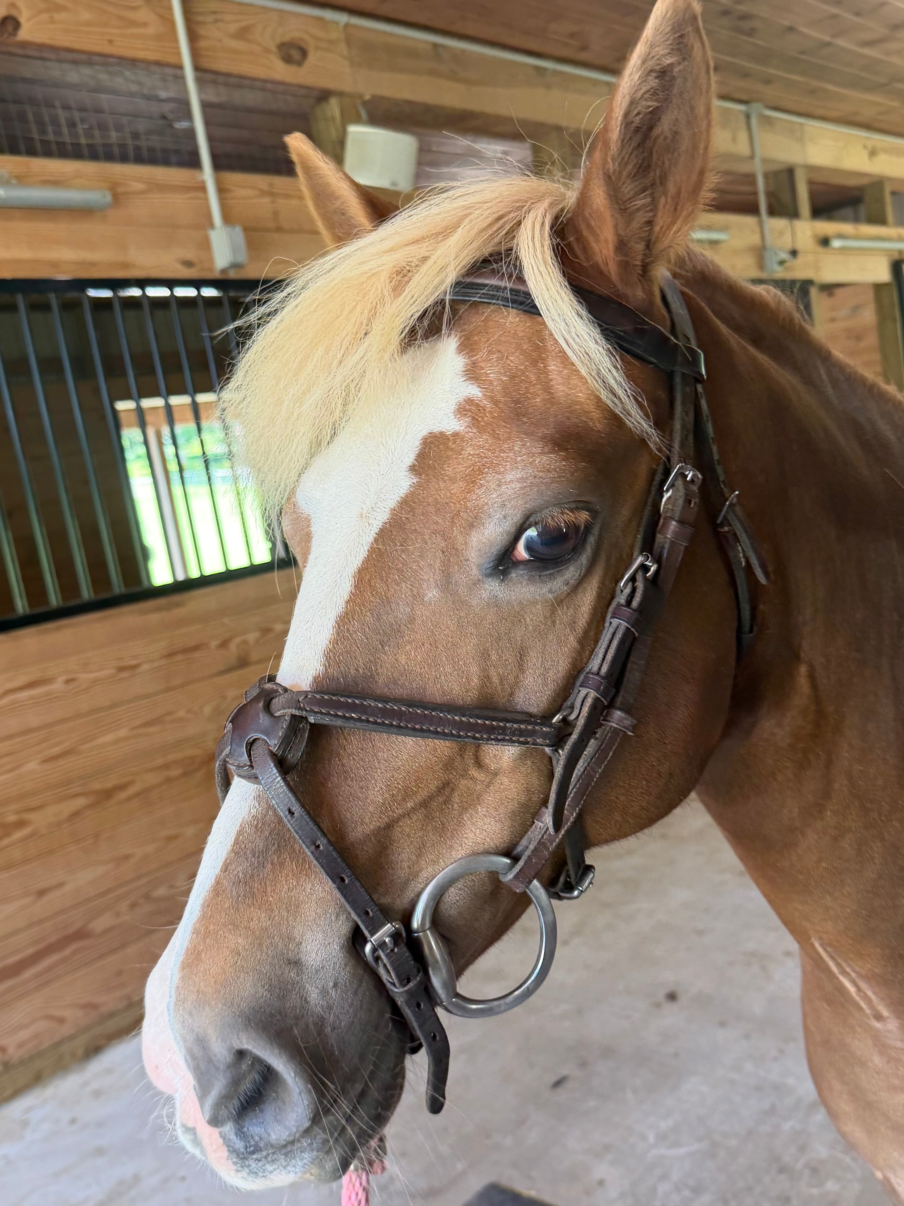 Pony brown leather figure 8 bridle