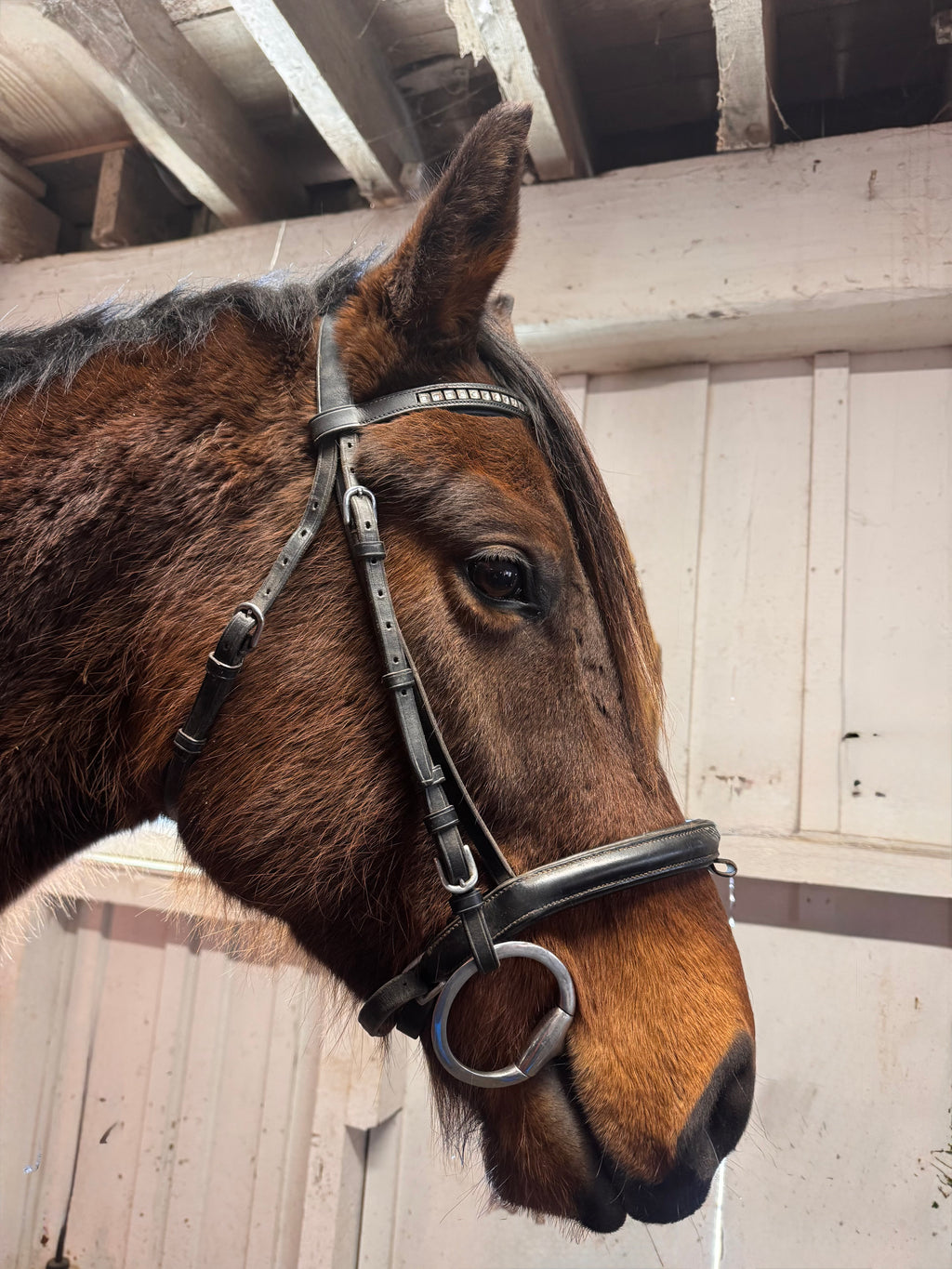 Black dressage bridle FULL