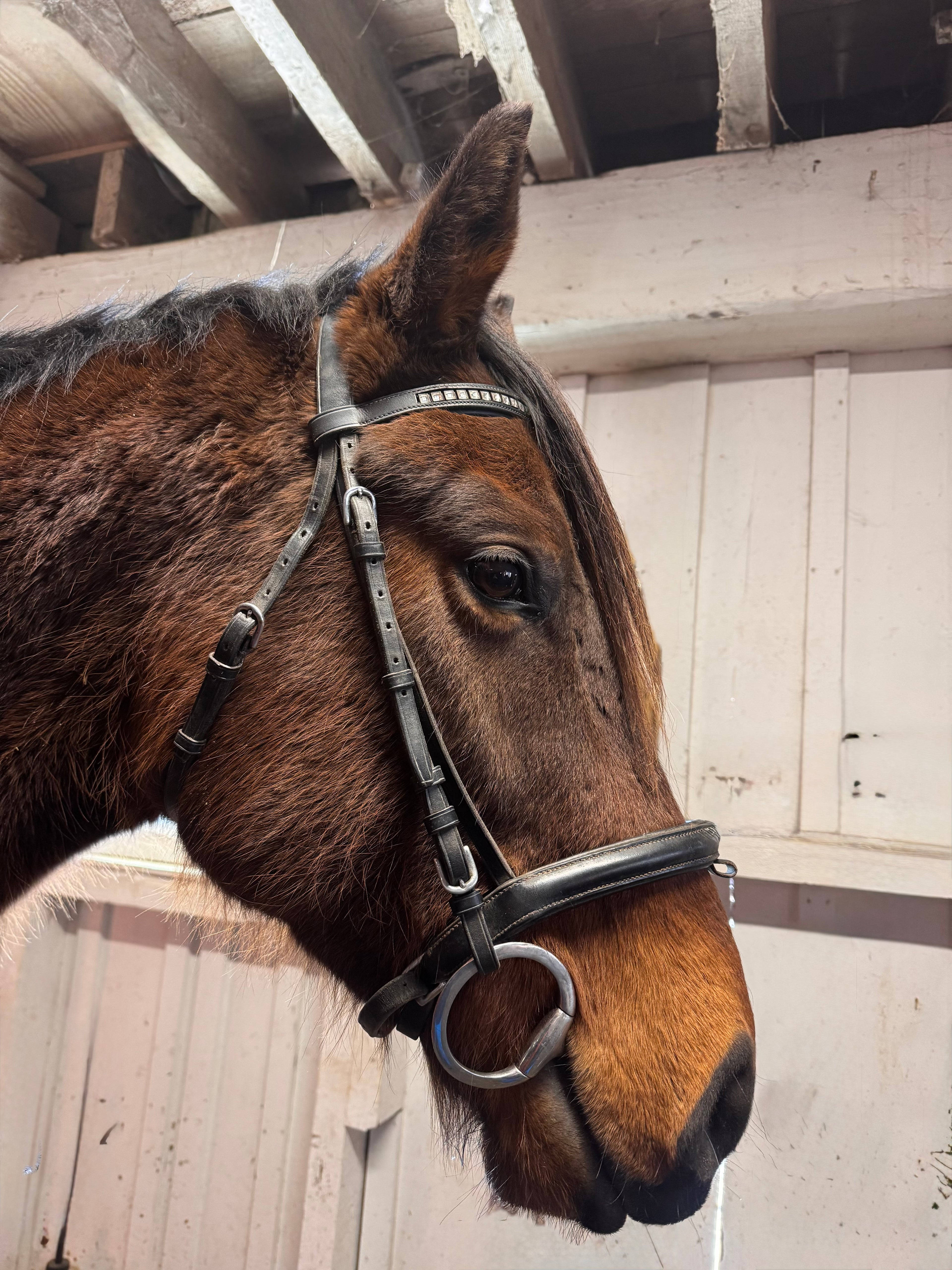Black dressage bridle FULL