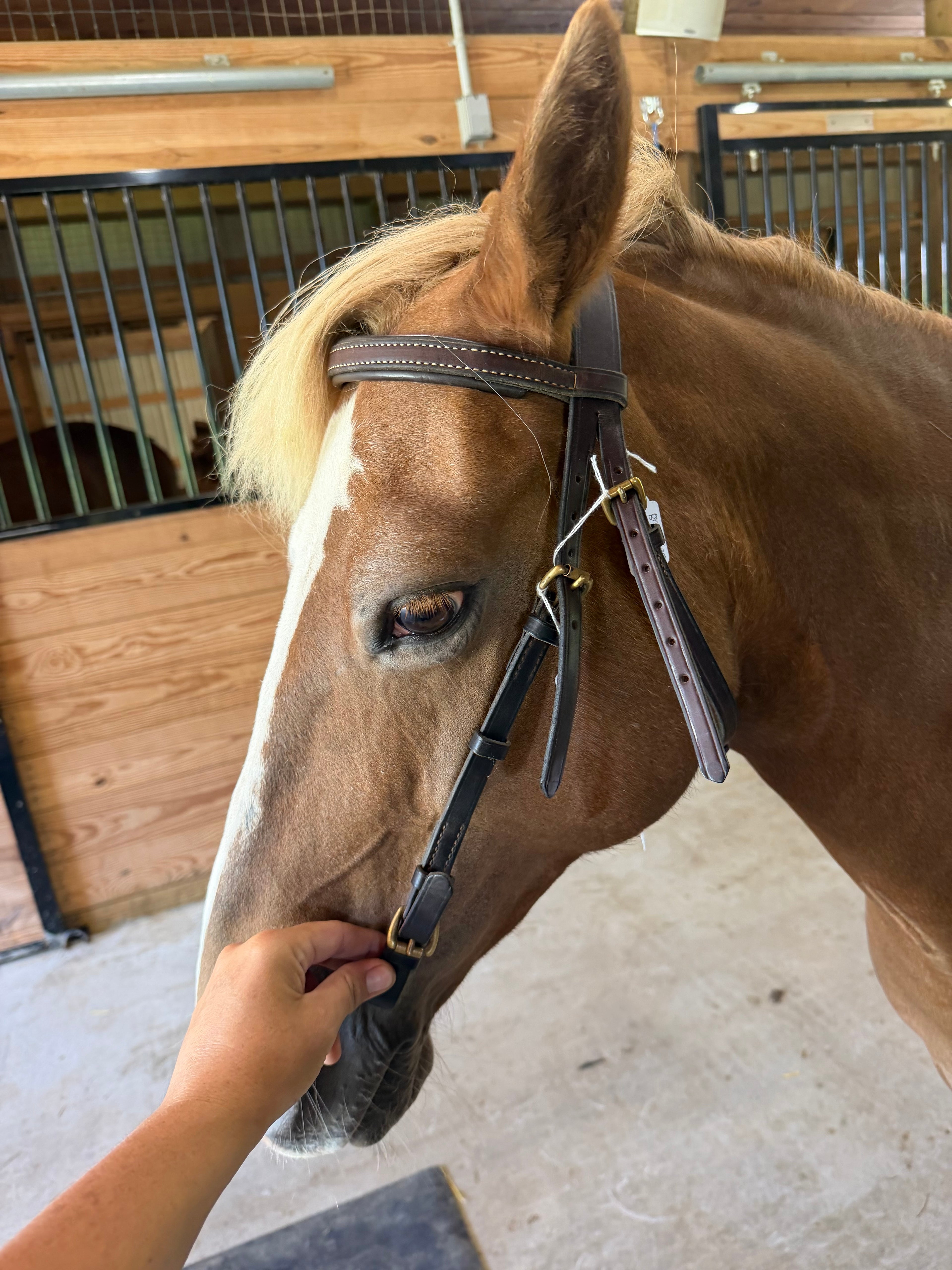 Cob brown leather headstall
