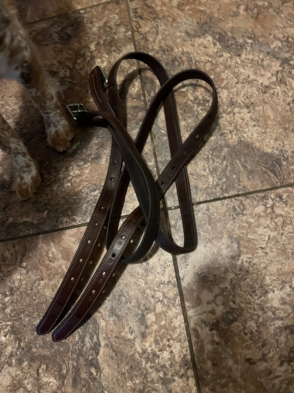 55" Stubben stirrup leathers used