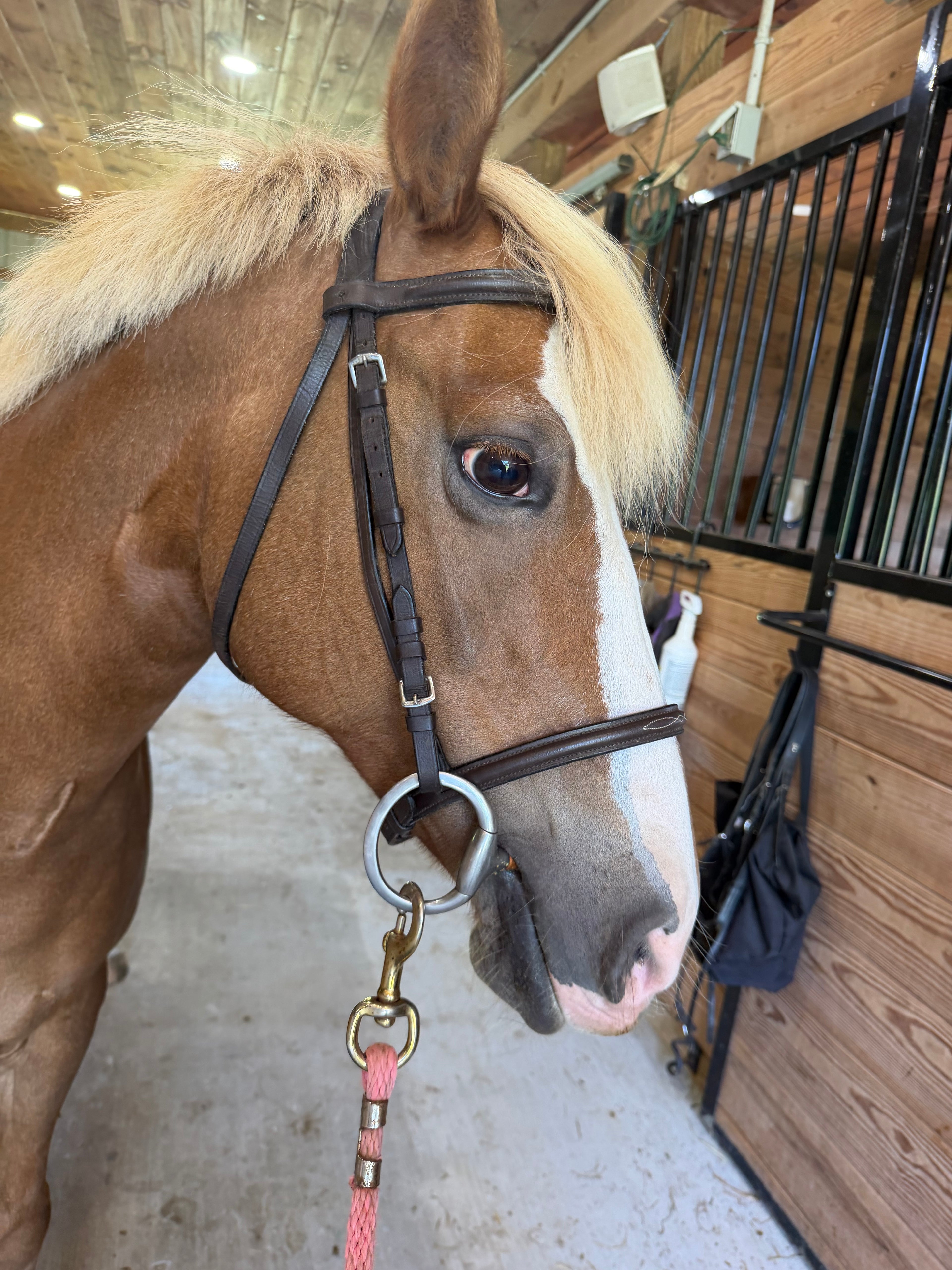 Brown Pony bridle