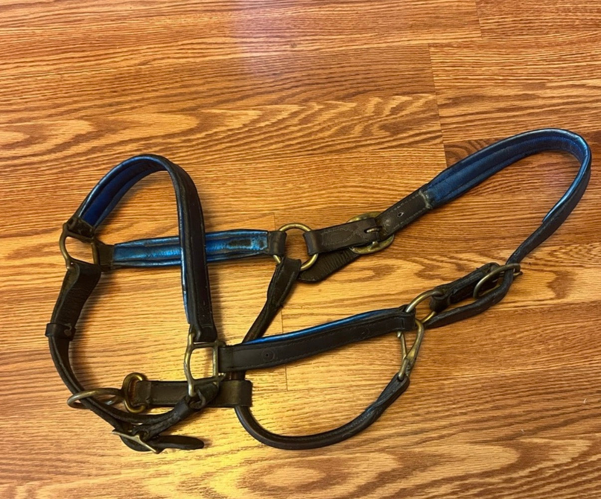 Perris horse halter blue