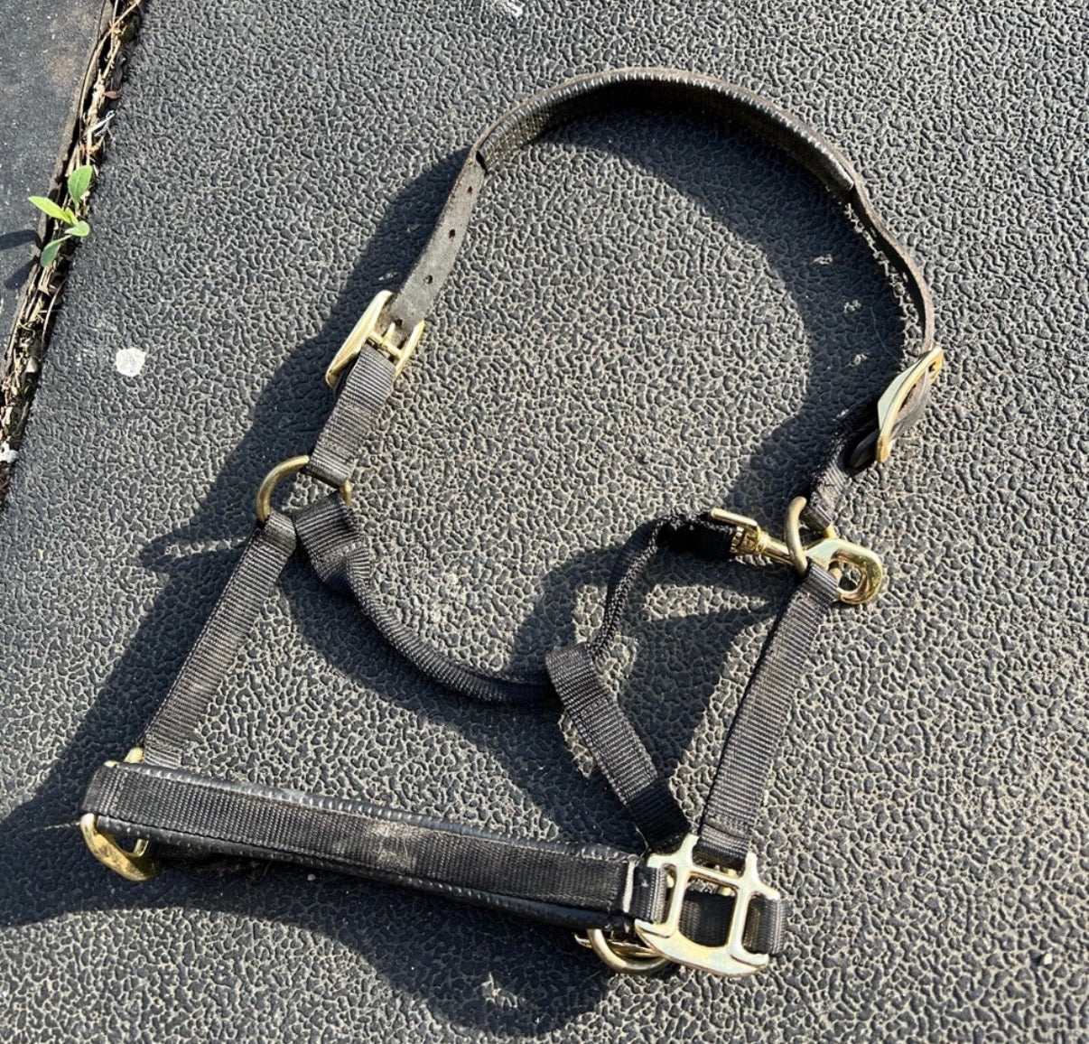 Black used halter pony/yearling