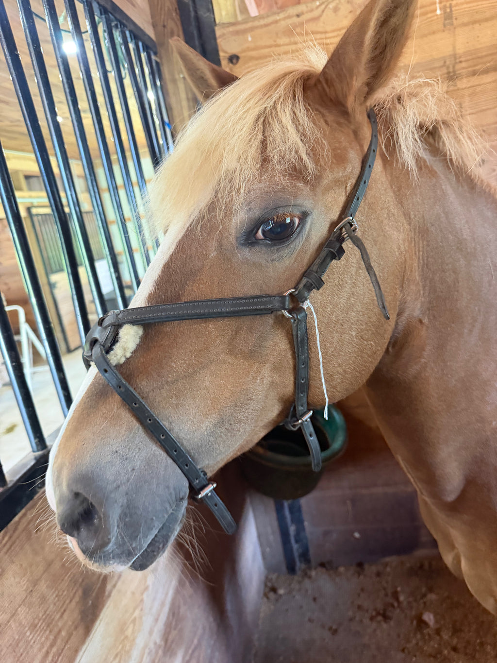 Black cob leather figure 8 noseband