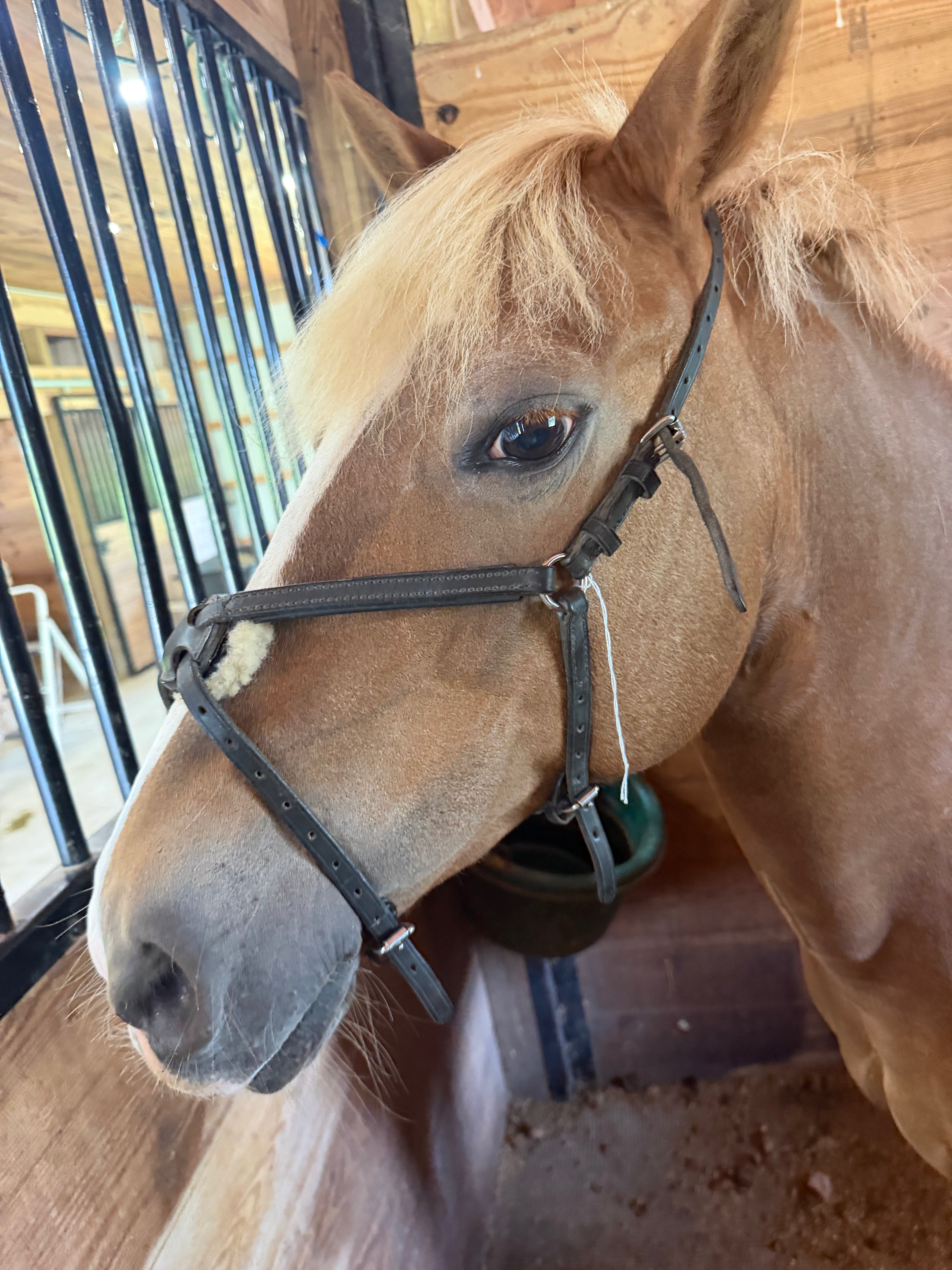Black cob leather figure 8 noseband