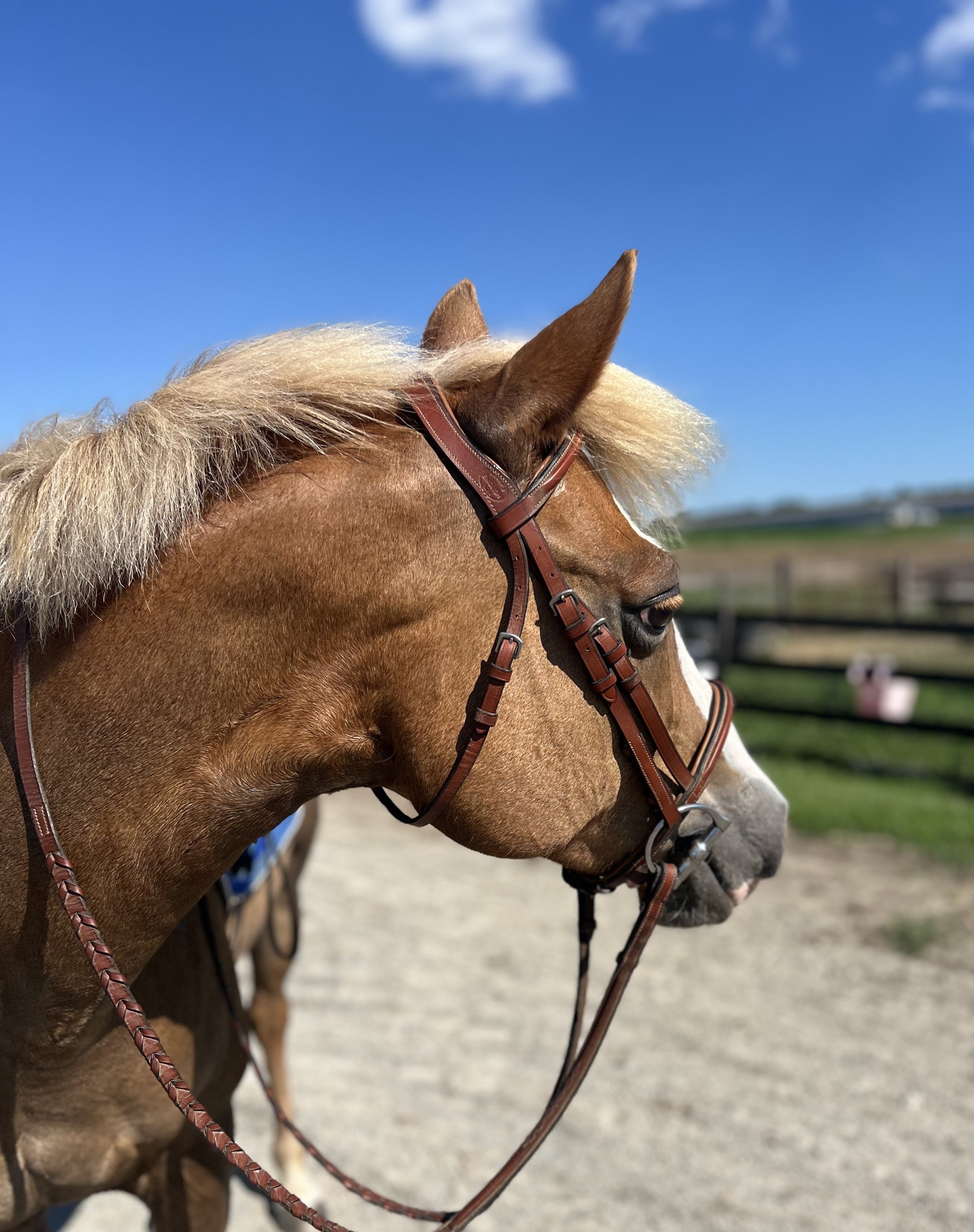 EUC Bobby's Tack PONY bridle