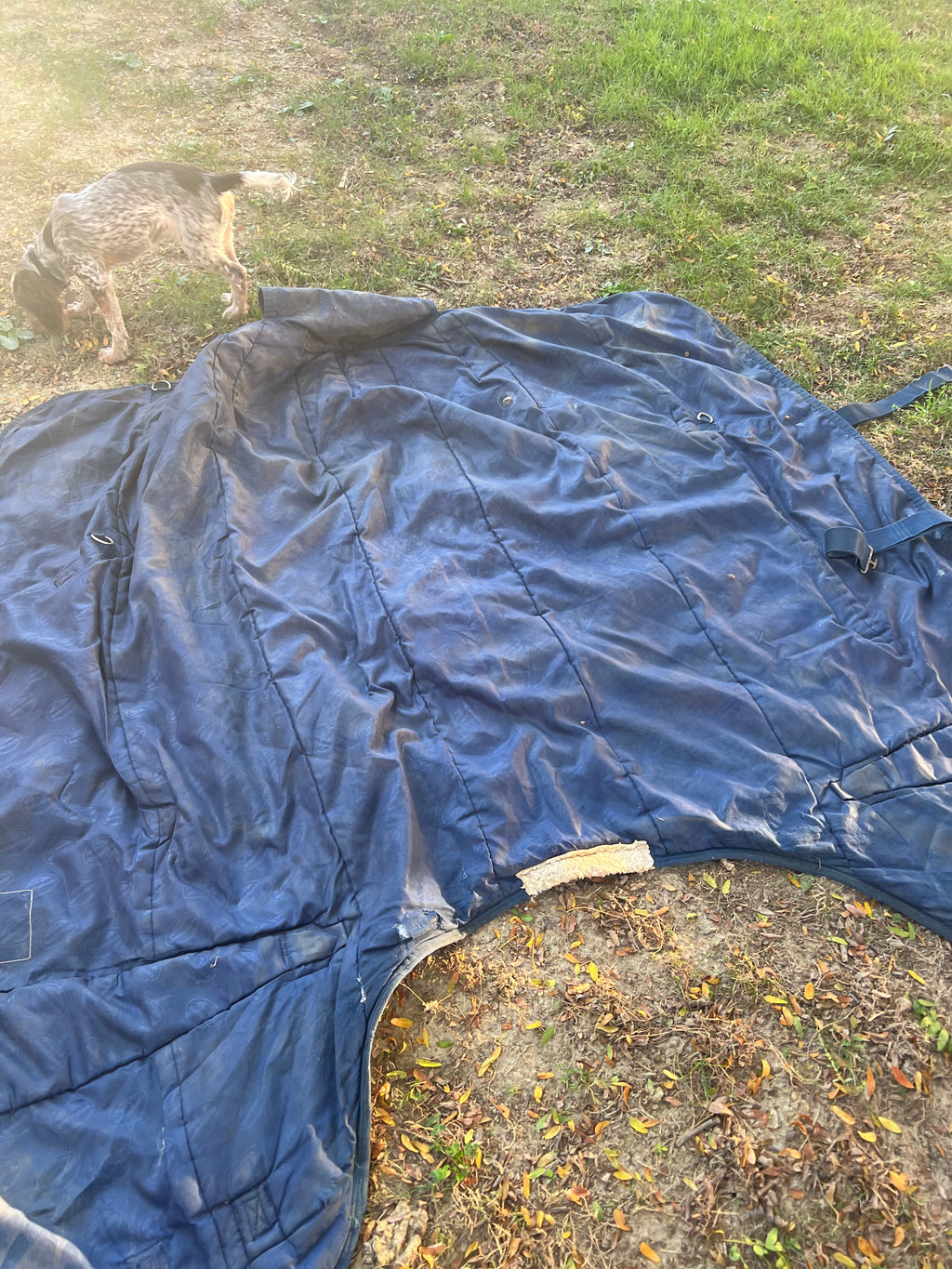 73" Weatherbeeta turnout Mid weight