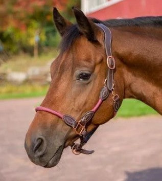 HDR Leather rope halter